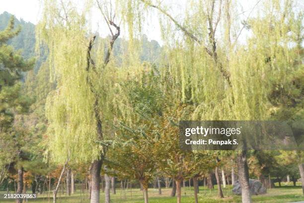 Osiery 515 Weeping Willow Leaves Stock Photos, High-Res Pictures, and Images ...