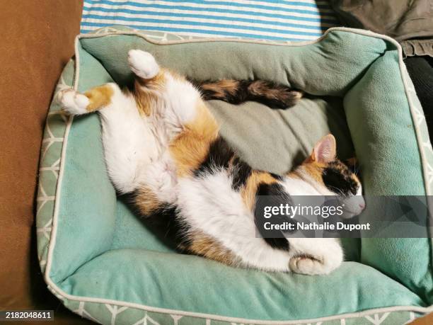 cat lying on its back in its basket - pelt belgium stock pictures, royalty-free photos & images