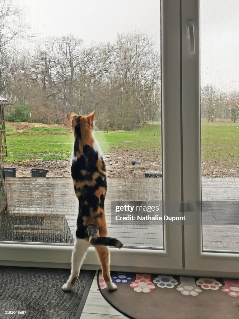 Calico cat standing at the window