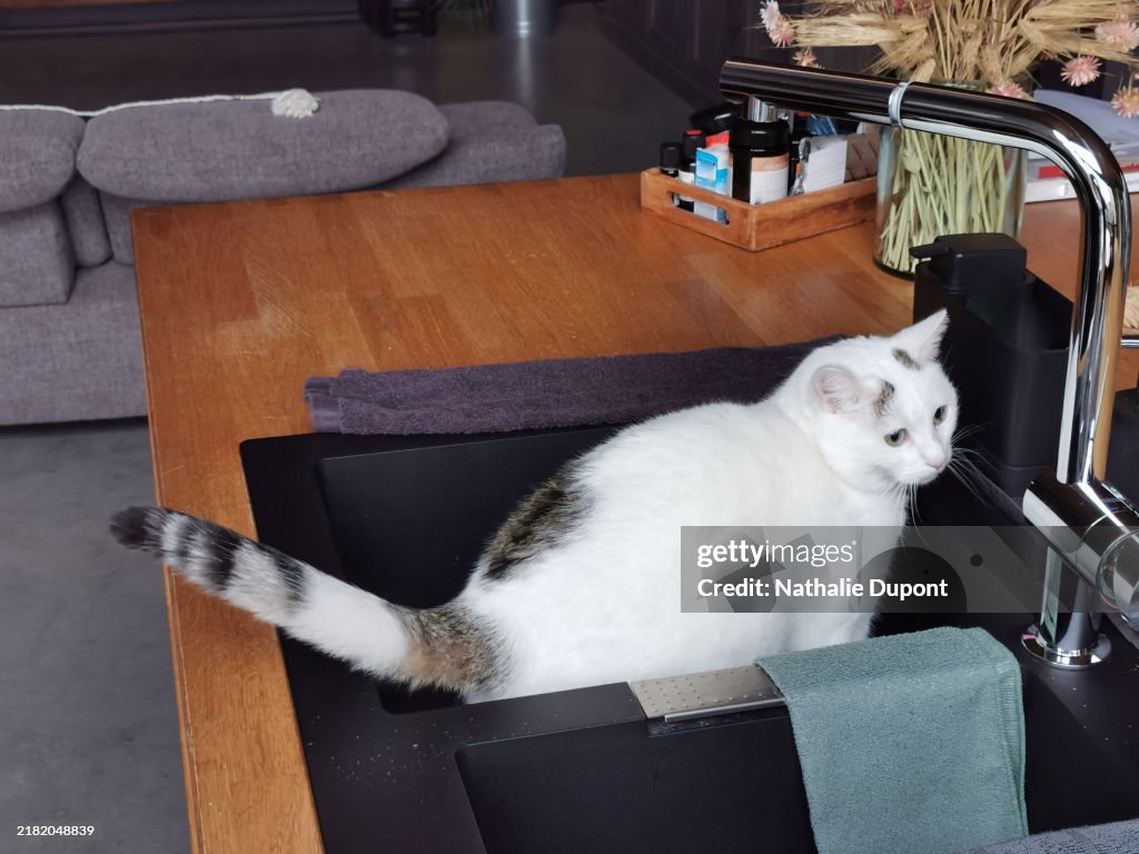 White cat on the kitchen sink of a domestic home