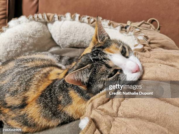 calico cat lying in his basket with his head resting on the bort - tortoiseshell pattern stock pictures, royalty-free photos & images