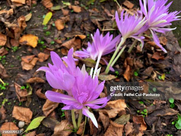 close-up of colchicum autumnale in bloom - perennial stock pictures, royalty-free photos & images