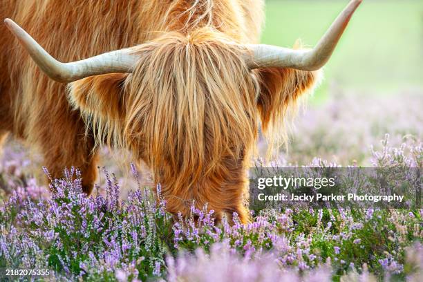 close-up image of a highland cow grazing in the heather on a sunny summers day in the new forest national park, hampshire, england, uk - sway hampshire stock pictures, royalty-free photos & images