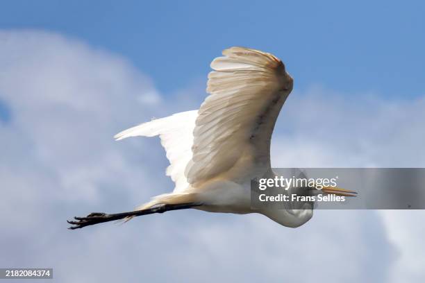 great white heron (ardea alba) in flight - airone bianco maggiore egretta foto e immagini stock