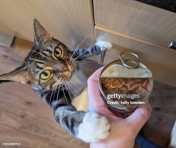 feeding a cat, cat reaching up for food - animal colour stock pictures, royalty-free photos & images