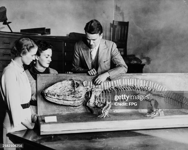 Man and two women inspect the fossilised skeleton of an Eryops , United States,