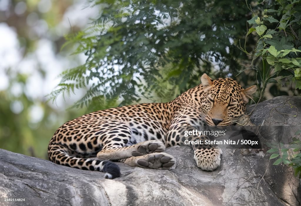 A sleeping leopard resting on a rocky surface