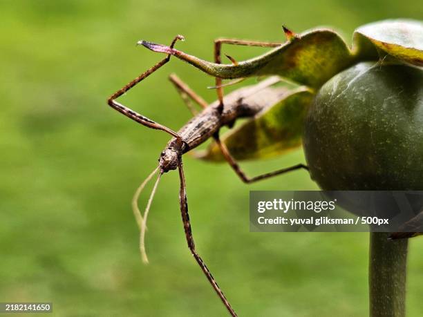 Splicket Bug 53 Stick Bug Photos Stock Photos, High-Res Pictures, and Images - Getty ...