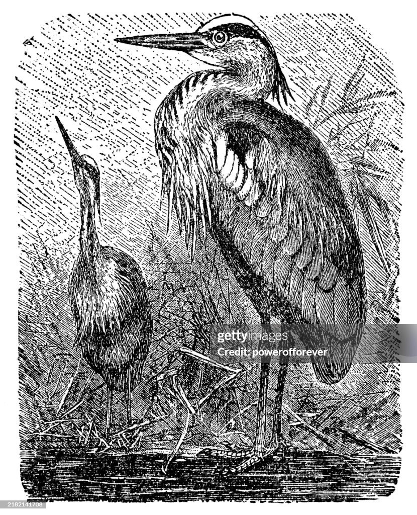 Grey Heron Birds (Ardea Cinerea) - 19th Century
