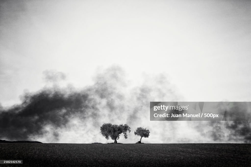Trees on field against sky