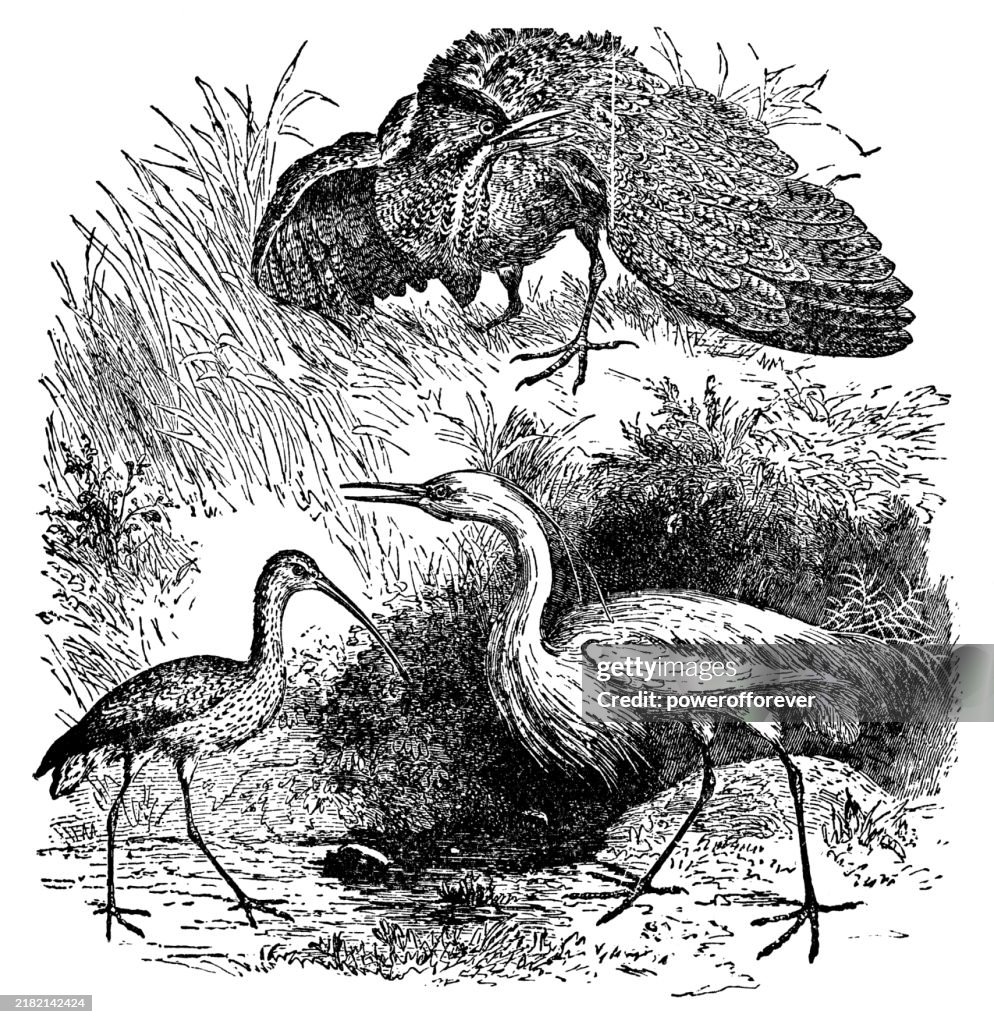 Eurasian Bittern (Botaurus Stellaris), Eurasian Curlew (Numenius Arquata), and Great Egret (Ardea Alba) Birds - 19th Century