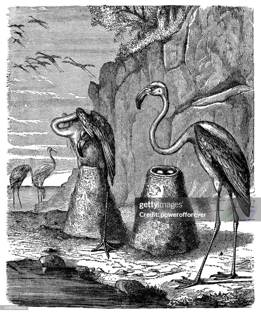 American Flamingo Birds (Phoenicopterus Ruber) with Nests - 19th Century