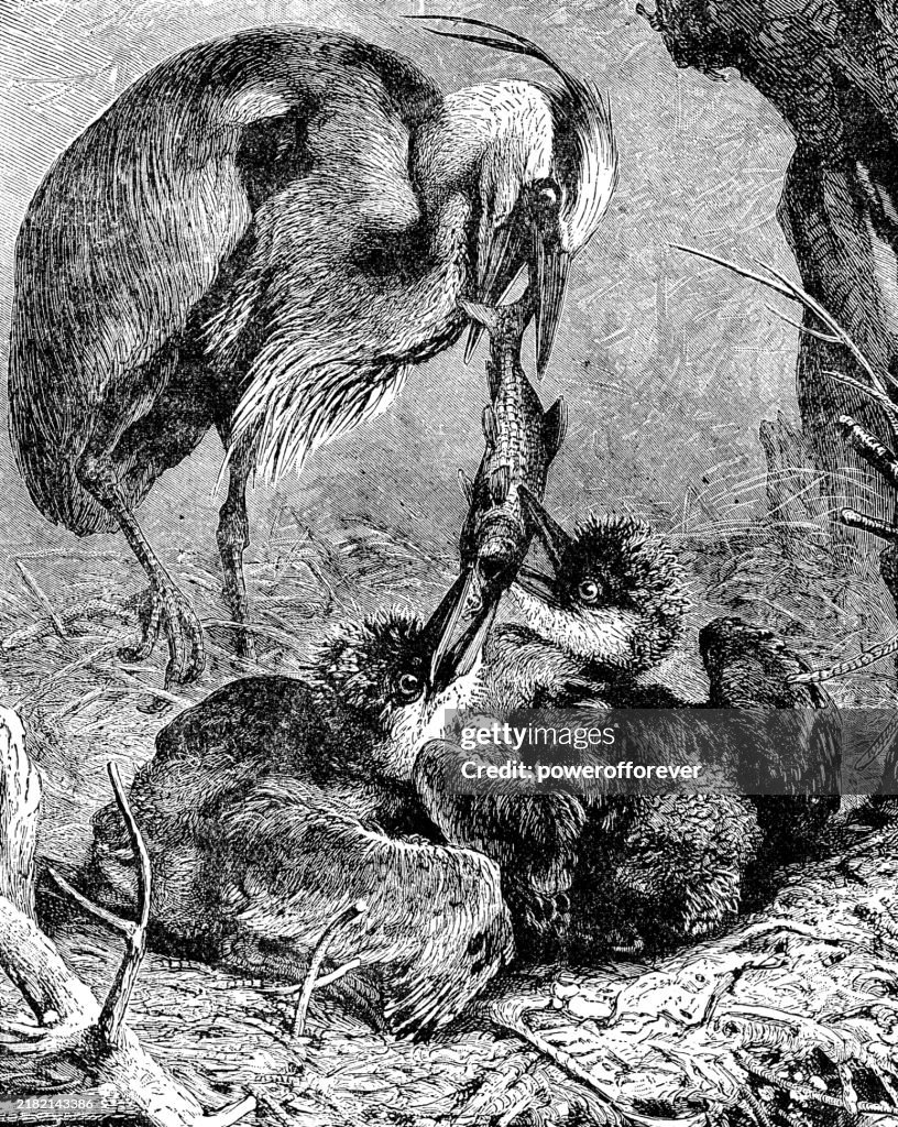 Grey Heron Bird (Ardea Cinerea) Feeding Her Chicks - 19th Century