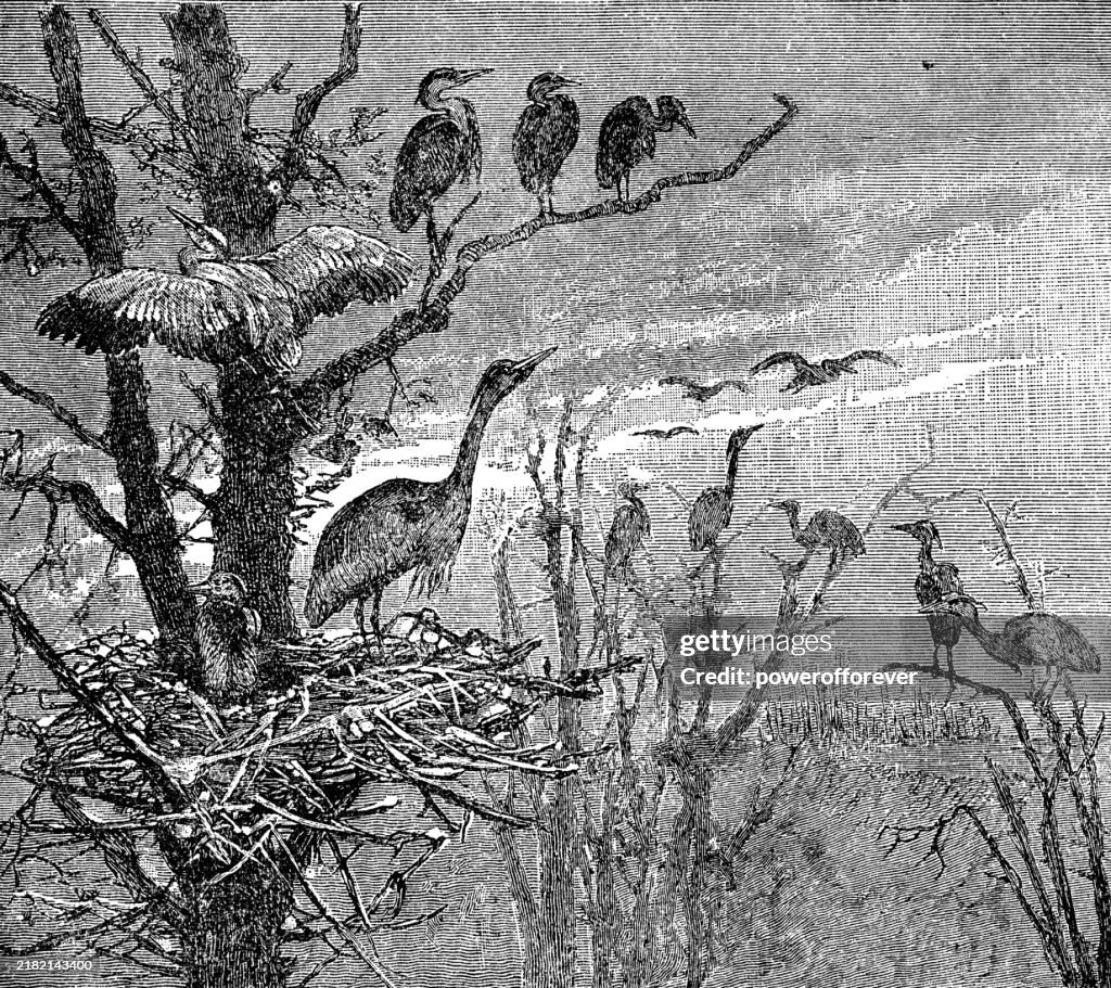 Flock of Grey Heron Birds (Ardea Cinerea) - 19th Century