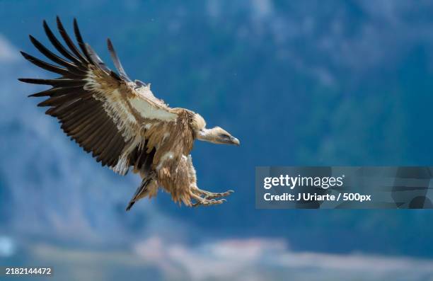 close-up of vulture flying against sky - vulture stock pictures, royalty-free photos & images