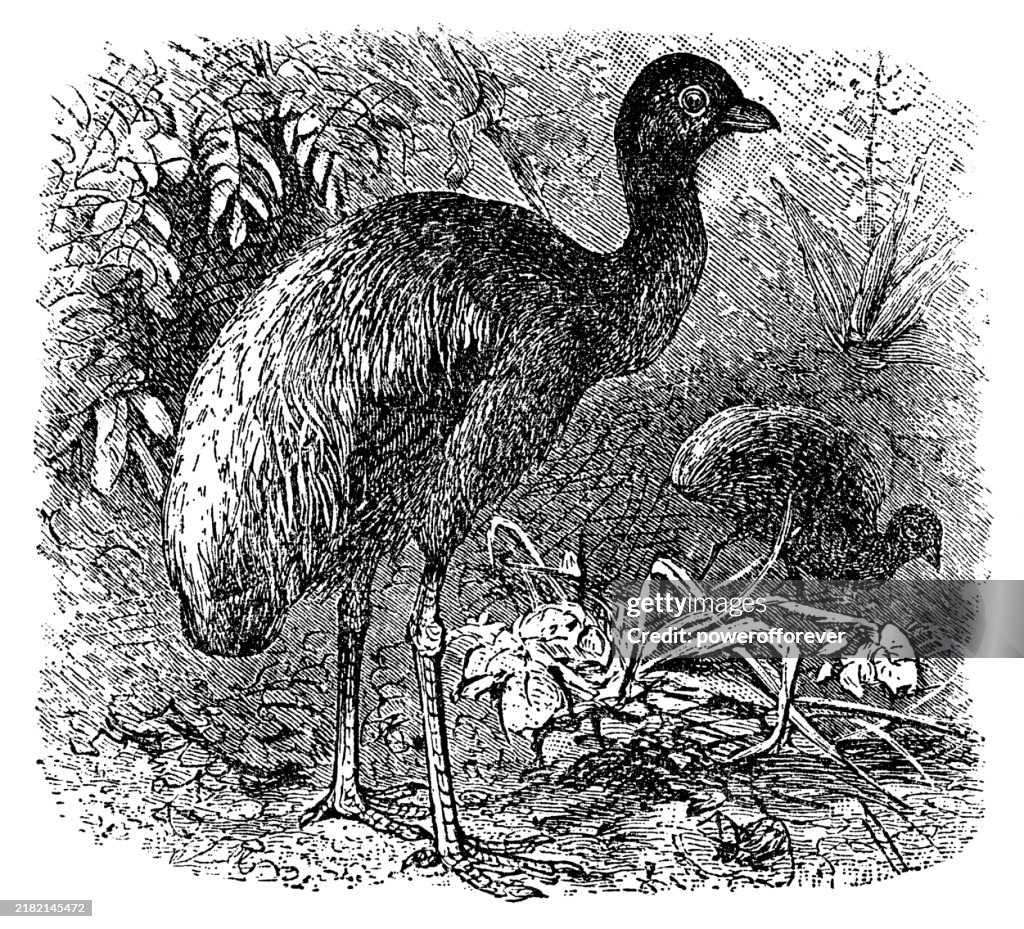 Grey-Winged Trumpeter Birds (Psophia Crepitans) - 19th Century