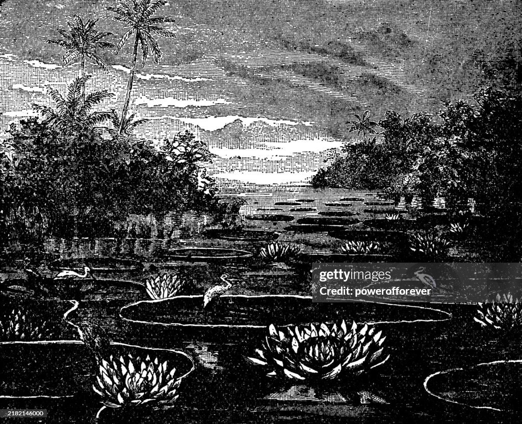 Great Egret Birds () on Victoria Water Lily Pads (Victoria Amazonica) in the Amazon Rainforest - 19th Century