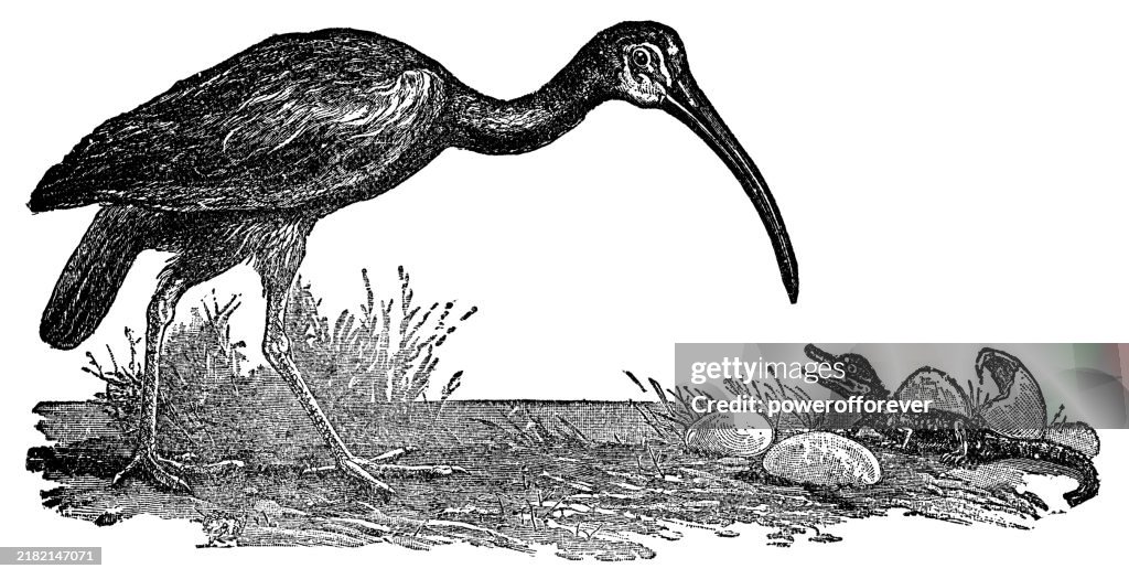 Scarlet Ibis Bird (Eudocimus Ruber) - 19th Century