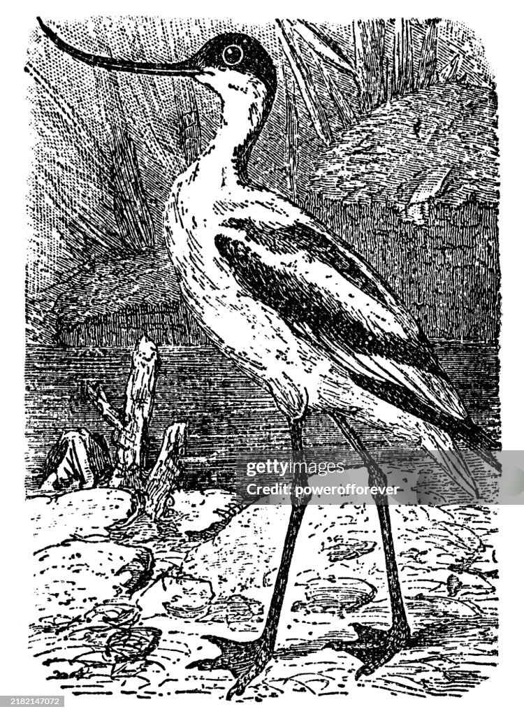 Pied Avocet Bird (Recurvirostra Avosetta) - 19th Century