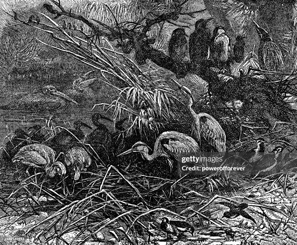 Various Species of Marsh Birds - 19th Century