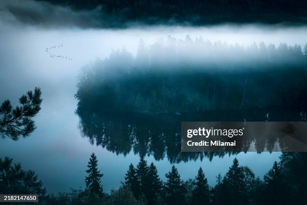 misty autumn forest at dawn, mysterious woods - treetop stock pictures, royalty-free photos & images