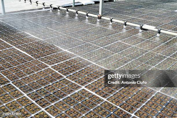 automatic watering system in action in a greenhouse - orticoltura foto e immagini stock