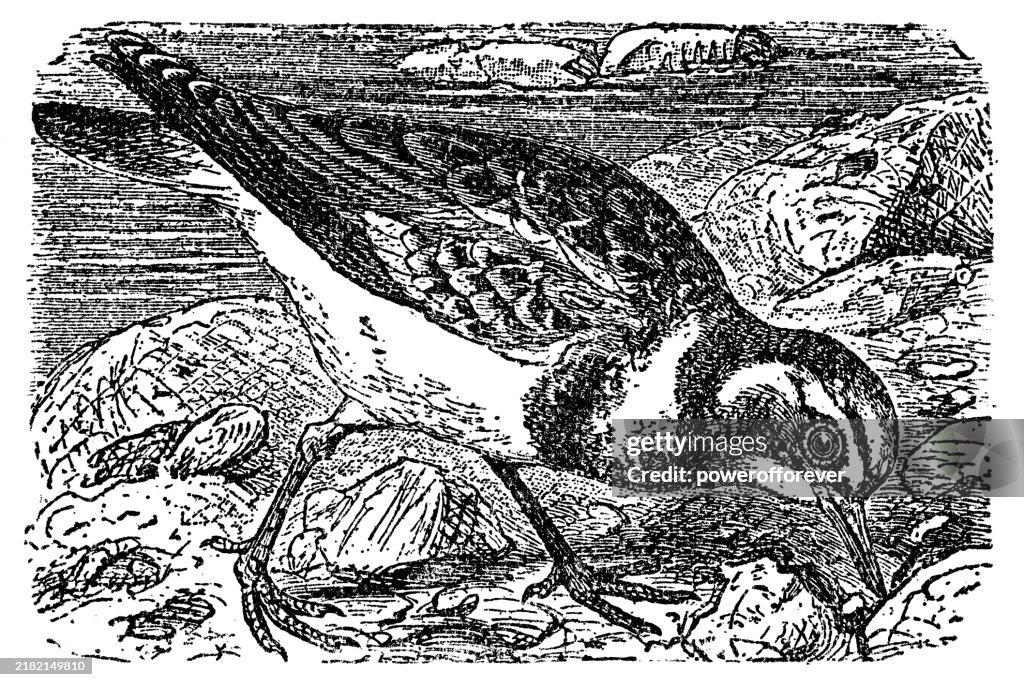 Ruddy Turnstone Bird (Arenaria Interpres) - 19th Century
