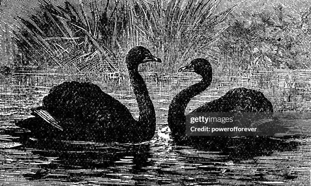 Black Swan Birds (Cygnus Atratus) - 19th Century