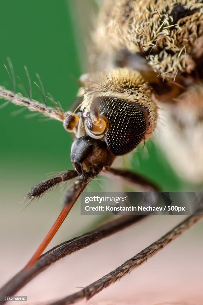 High Magnification Microscopy of Malaria Infected Mosquito Leishmaniasis,Encephalitis,Yellow Fever,Dengue,Malaria Disease,Mayaro or Zika Virus Infectious Culex Mosquitoe Parasite Insect Macro