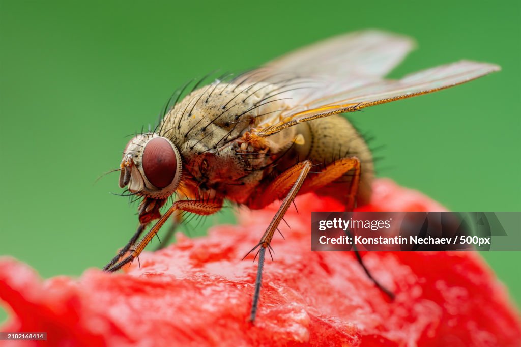 Tropical Fruit Fly Drosophila Diptera Parasite Insect Pest on Fruit Macro Close-up