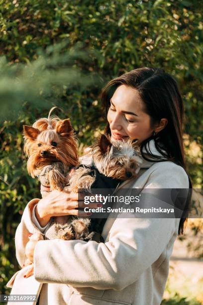 beautiful woman hugs mini yorkshire terrier on a walk on a sunny autumn day - lap dog stock pictures, royalty-free photos & images