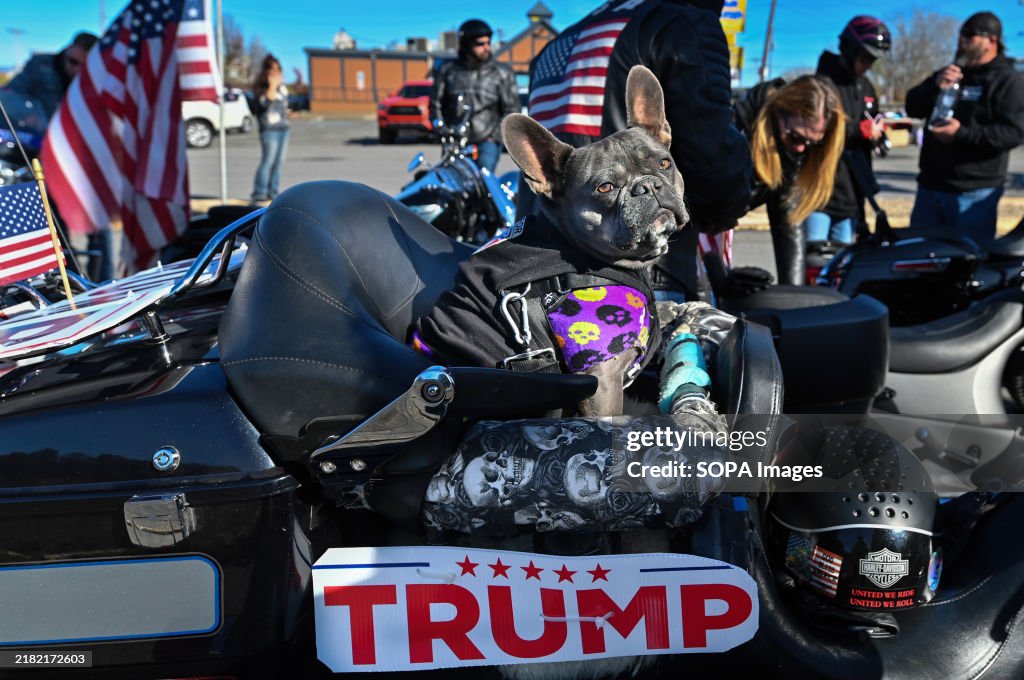 A dog is strapped into a seat on a motorcycle before heading...