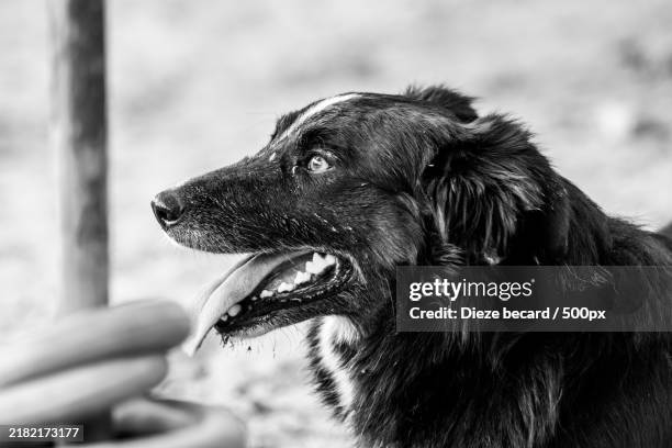 close-up of purebred dog - collie stock pictures, royalty-free photos & images