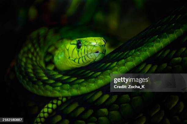 beauté mortelle - gros plan du mamba vert occidental - snake close up photos et images de collection