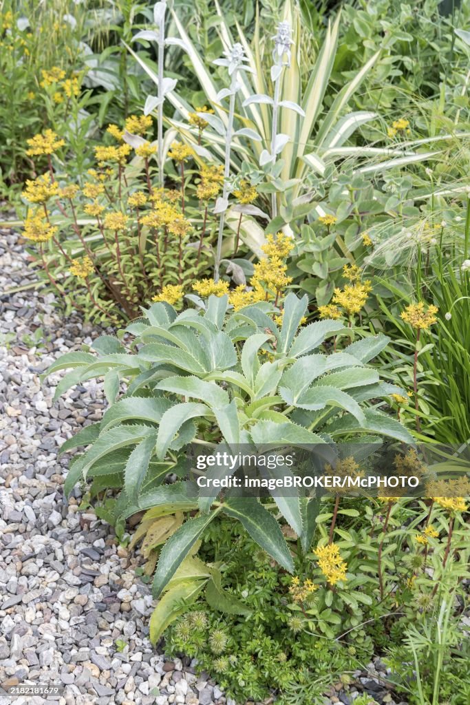 Holly-leaved hellebore (Helleborus argutifolius)