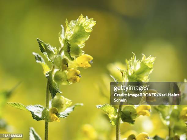 Emerging Yellow Rattle 118 Yellow Rattle Stock Photos, High-Res Pictures, and Images - Getty ...