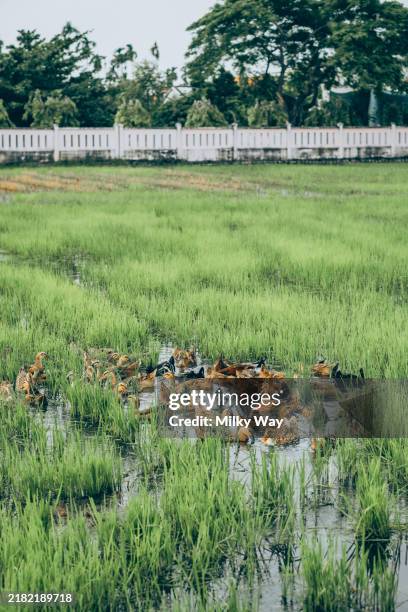 Ducks Clean Rice Paddy 141 Rice Duck Farm Stock Photos, High-Res Pictures, and Images - Getty ...