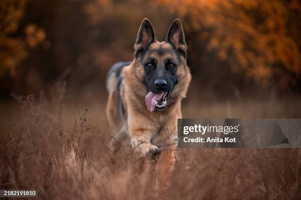 running dog of the german shepherd breed - duitse herder stockfoto's en -beelden