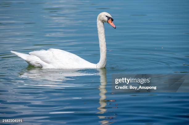 a white swan living in the lake. the swan is a genus of waterfowl that has the ability to swim and fly with incredible speed and agility. - cigno foto e immagini stock