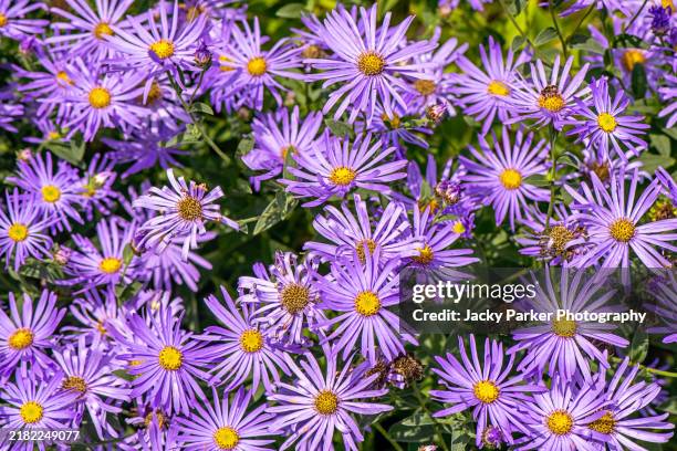 beautiful late summer flowering blue michaelmas daises, new york aster, fall aster flower in soft sunshine - aster stock pictures, royalty-free photos & images