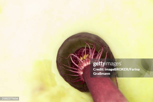 common arum (arum maculatum), view into the inflorescence from above, velbert, north rhine-westphalia, germany, europe - arum maculatum stock pictures, royalty-free photos & images