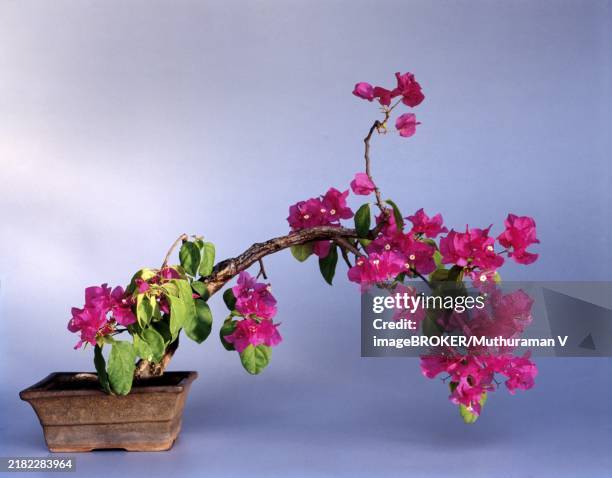 bonsai bougainvillea style: wind blown tree, india, asia - bougainvillea flowers stock illustrations