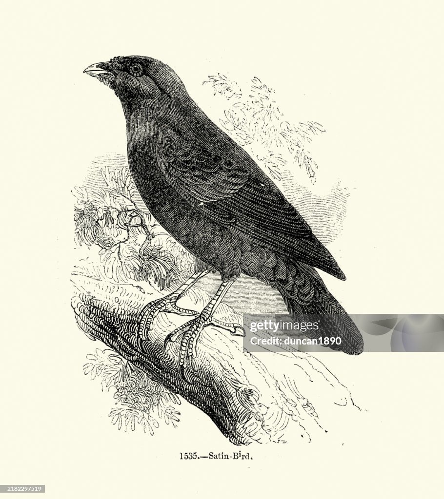 Satin bowerbird (Ptilonorhynchus violaceus) is a bowerbird endemic to eastern Australia, Birds, Wildlife art 19th Century woodcut