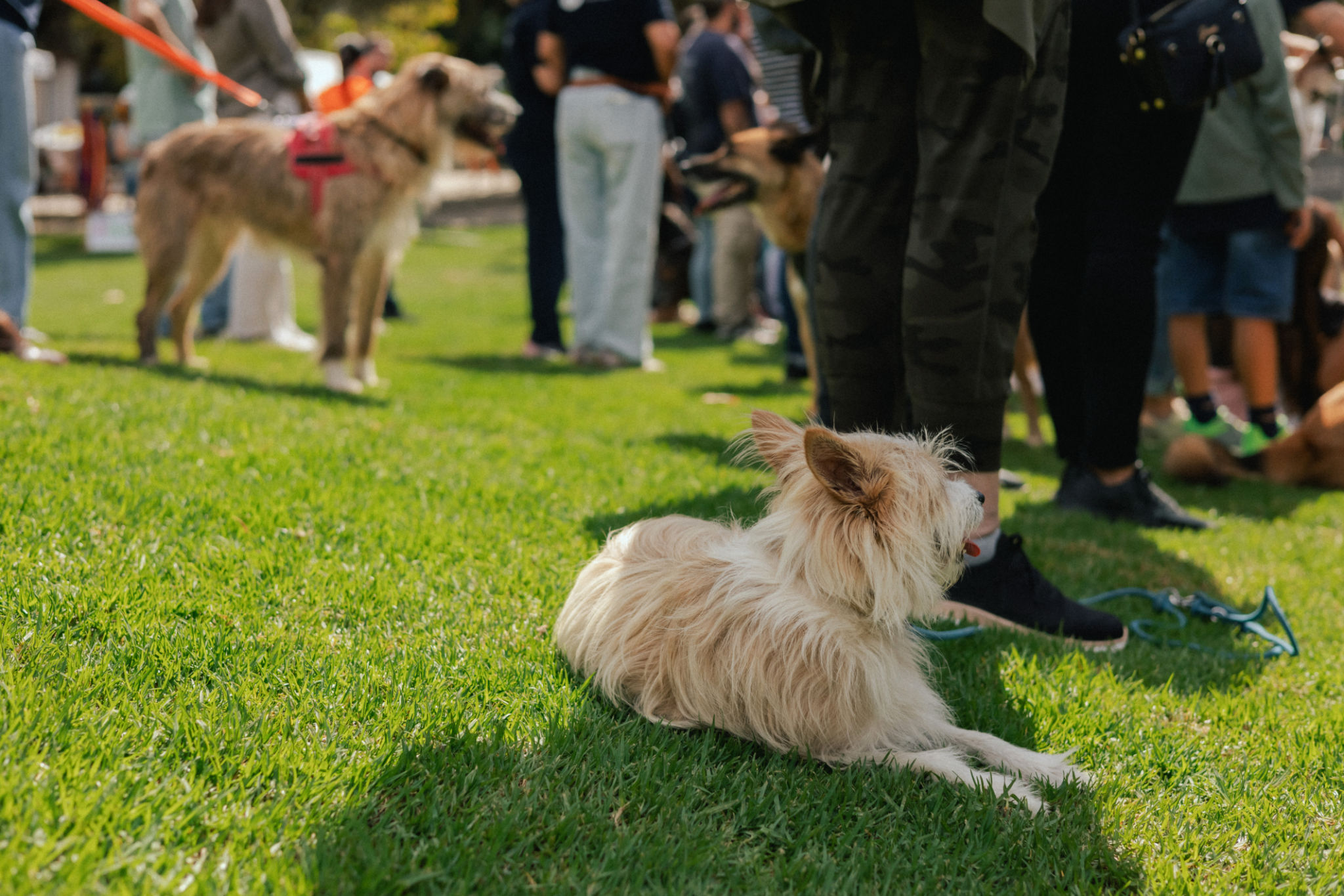 community pet event