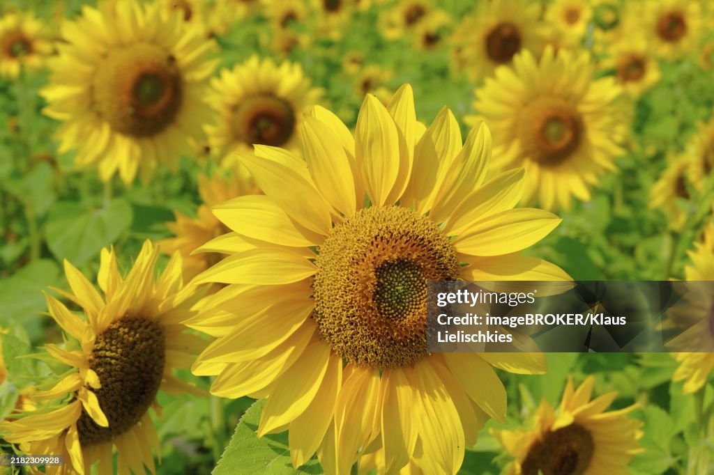 Sunflowers (Halianthus annuus) close-up