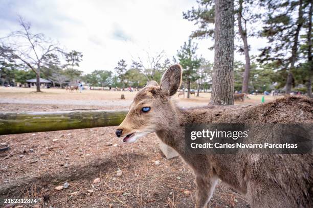 close-up of a young deer with one blind eye in nara park, japan, surrounded by peaceful nature. - deer blind stock pictures, royalty-free photos & images