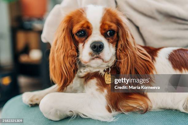 spaniel puppy with dog collar with tag with the inscription i want to go home. - cavalier king charles spaniel stock pictures, royalty-free photos & images