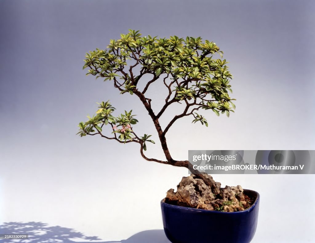 Bonsai Ixora Stricta Style: Slanting, Root Over Rock, India, Asia