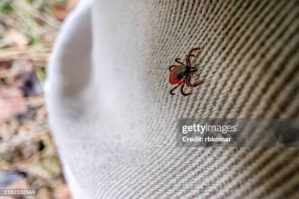 tick crawling on the pants of a person in the forest - zecca bruna del cane foto e immagini stock