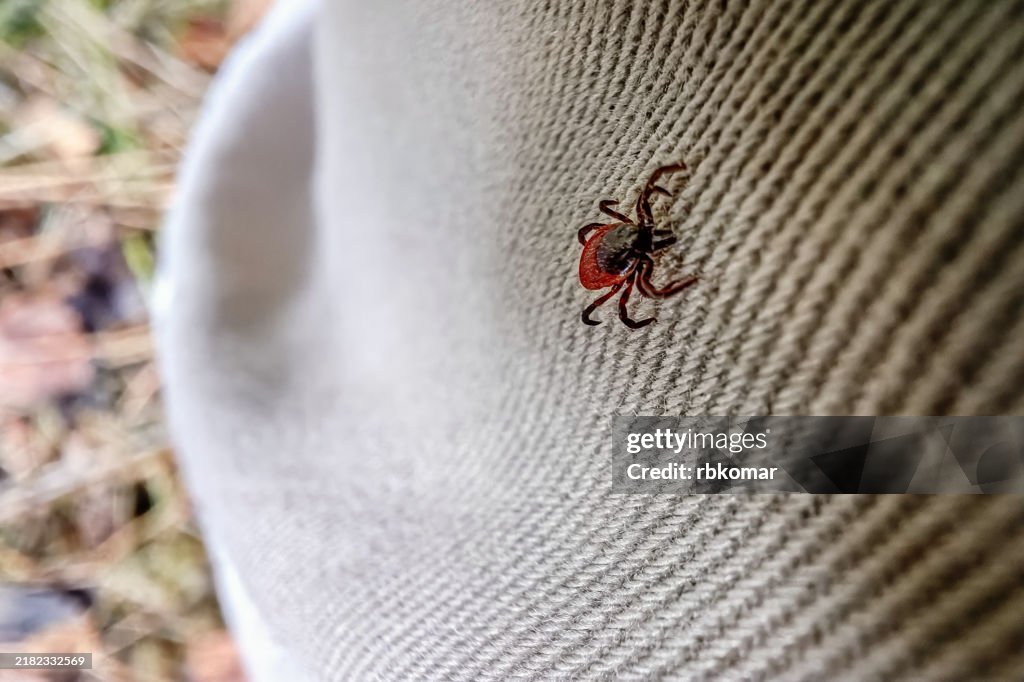 Tick crawling on the pants of a person in the forest